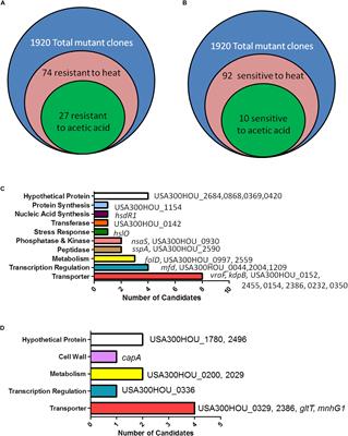 Identification of Genes Regulating Cell Death in Staphylococcus aureus